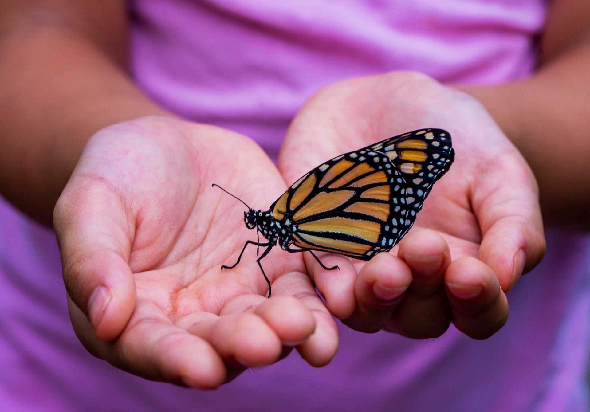 A butterfly resting in a child’s hands